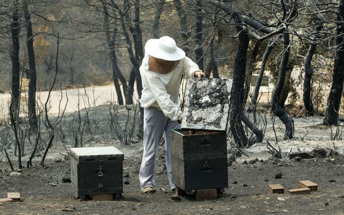 Εύβοια: Τραγικός ο απολογισμός για την πανίδα