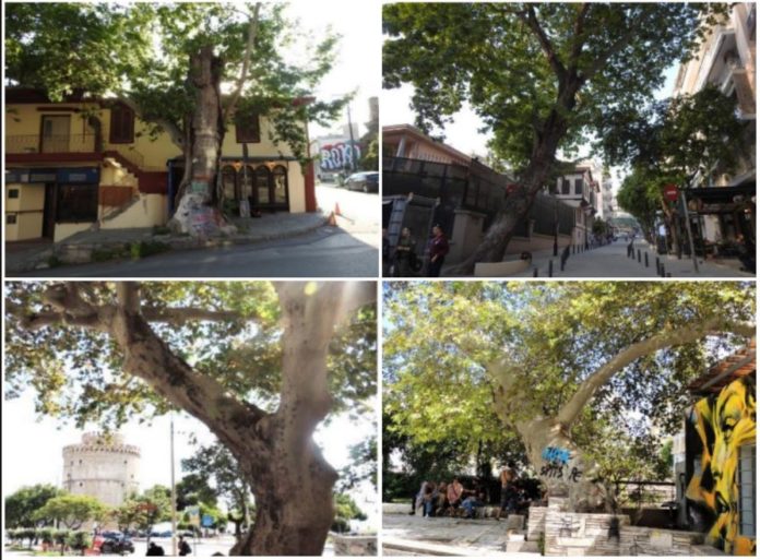 Διατηρητέα μνημεία της φύσης τέσσερα υπεραιωνόβια πλατάνια στη Θεσσαλονίκη
