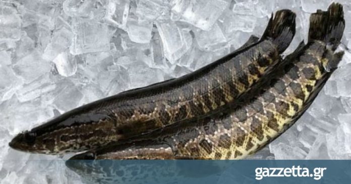 Βρέθηκε ψάρι που μπορεί να ζει στη..