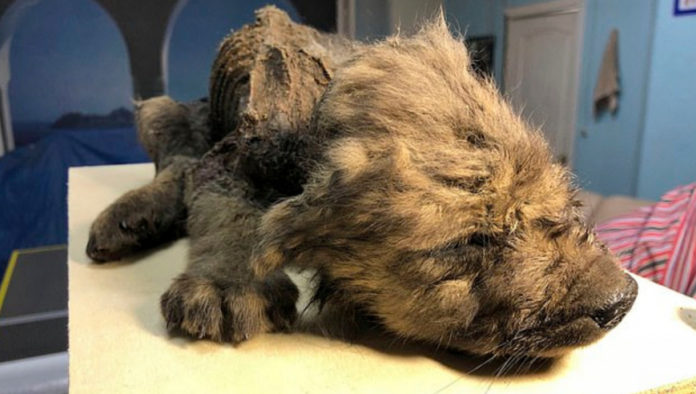 1572568_proistoriko-koutavi-kosmo-4.jpg