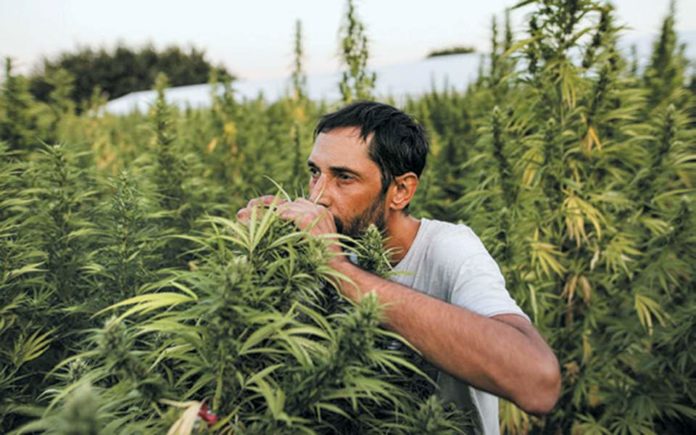 Αφιέρωμα στην ιατρική κάνναβη στην Ελλάδα