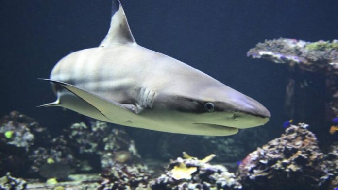blacktip-1294753_1280_0