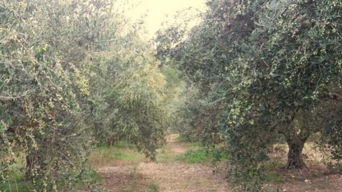 Κινεζική «επίθεση» για τους ελαιώνες της Πελοποννήσου