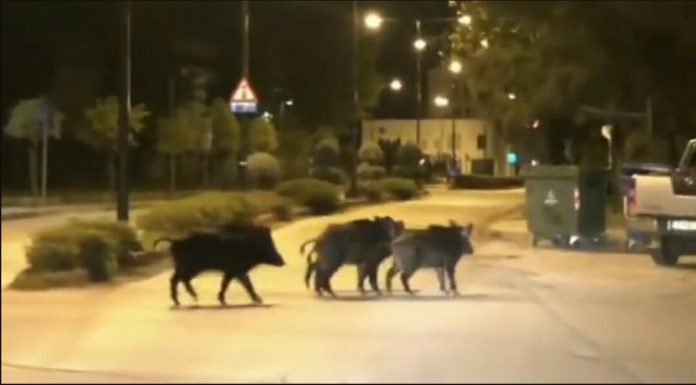 Νυχτερινή βόλτα..