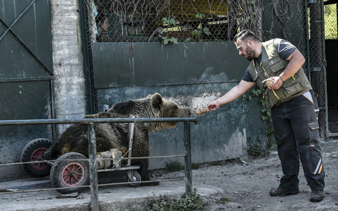 Πέθανε ο Ούσκο, το πρώτο αρκουδάκι με αναπηρικό αμαξίδιο