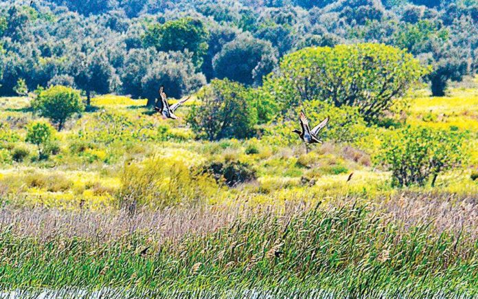 Ρέματα φυσικά και αντιπλημμυρικά