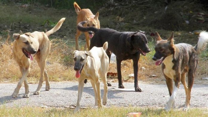 Συστηματικοί έλεγχοι, πάρκα ζωοφιλίας και στειρώσεις το..