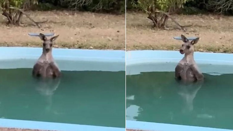Καγκουρό στην Αυστραλία βούτηξε σε πισίνα για να γλιτώσει από πυρκαγιά