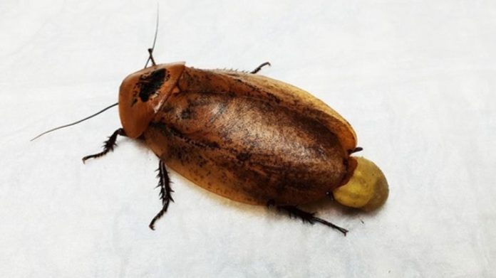 Κατσαρίδα υπεβλήθη σε χειρουργείο