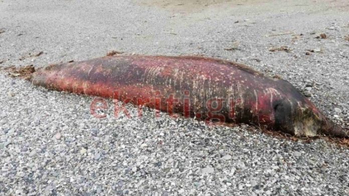 Κρήτη: Θαλάσσιο κήτος ξεβράστηκε σε παραλία