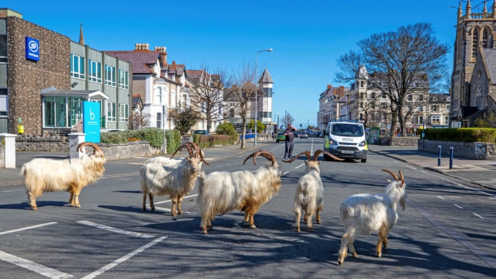 ap_goats_uk