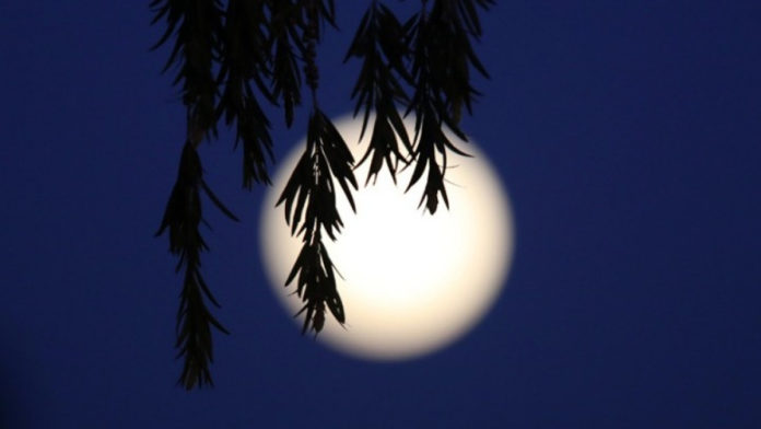 supermoon_ape