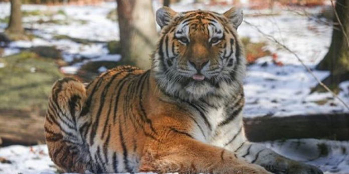 koronoios-tiger