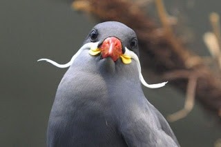 inca_tern_2