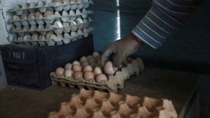 eggs