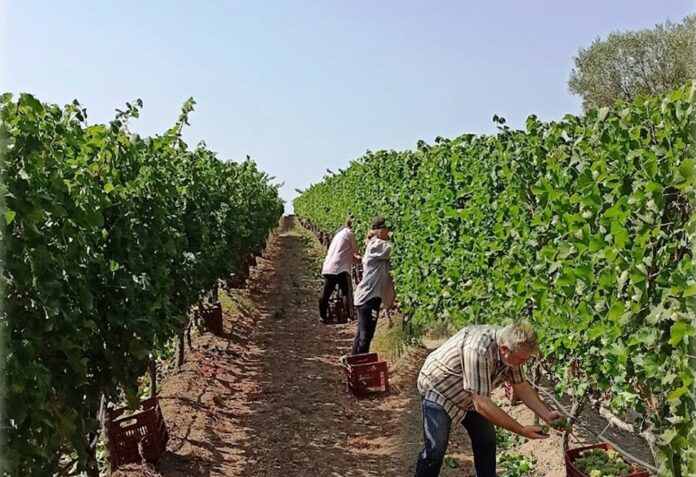 Τρύγος-Πιερία