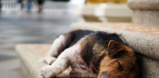 Σε εφαρμογή ο πενταψήφιος αριθμός 10410 της ΕΛ.ΑΣ για την προστασία των ζώων