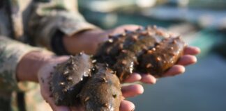 Κυλλήνη: Κατασχέθηκαν 700 κιλά αγγούρια της θάλασσας αξίας έως και 1 εκατ. ευρώ