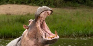 Ιπποπόταμος κατάπιε παιδί και στη συνέχεια… το έφτυσε ζωντανό