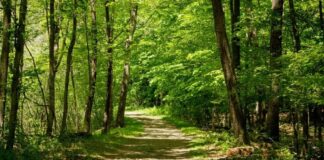 Αυξάνεται το επίδομα επικίνδυνης-ανθυγιεινής εργασίας στους εργαζόμενους των Δασικών Υπηρεσιών