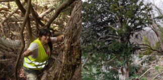 Δέντρο 1.074 ετών και 23 μέτρων στέκει αγέρωχο στο Εθνικό Πάρκο Κερκίνης από τη Βυζαντινή Αυτοκρατορία