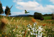 Συναγερμός για τις Natura: «Ασκός του Αιόλου» η προτεινόμενη πολεοδόμηση ειδικών ζωνών