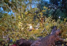 Δήλωση Αντιδημάρχου Πρασίνου Κατερίνης για την πτώση υπεραιωνόβιου πλατανιού στο Δημοτικό Πάρκο