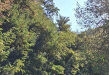 Σε εξέλιξη εκτεταμένες εργασίες καθαρισμού – κλάδευση της παρόδιας βλάστησης στο οδικό δίκτυο αρμοδιότητας της Π.Ε. Πιερίας